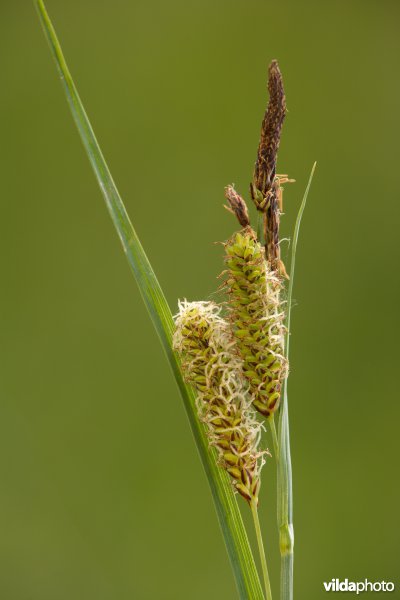 Zeegroene zegge
