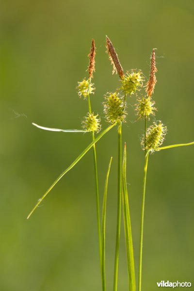 Geelgroene zegge