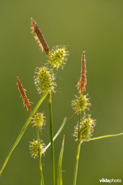 Geelgroene zegge