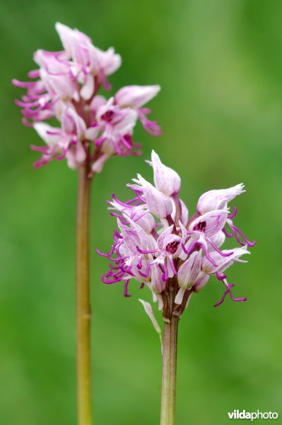 Aapjesorchissen