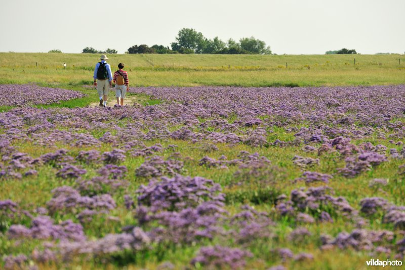 Wandelen in Het Zwin tussen de bloeiende Lamsoor