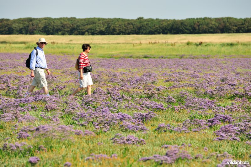 Wandelen tussen de bloeiende Lamsoor in het Zwin