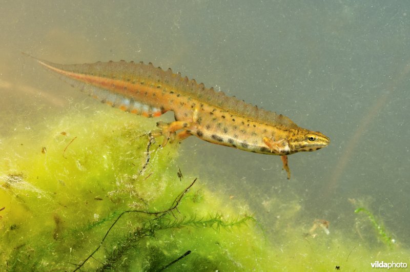 Kleine watersalamander in prachtkleed