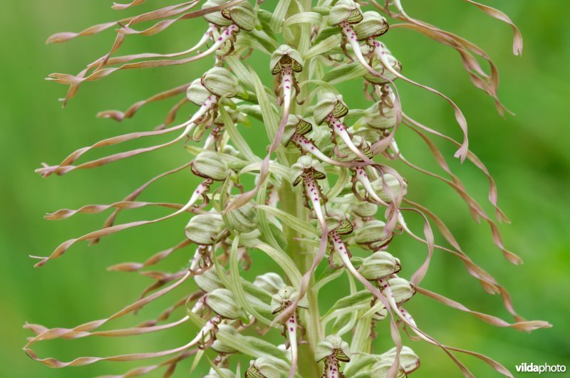 Bokkenorchis