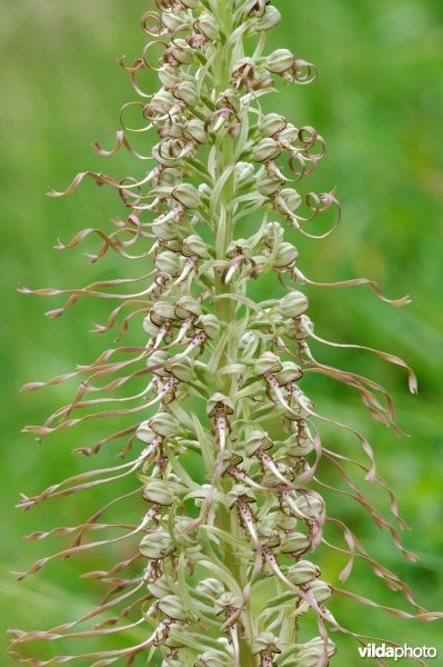 Bokkenorchis