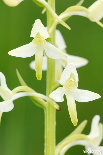 Welriekende nachtorchis