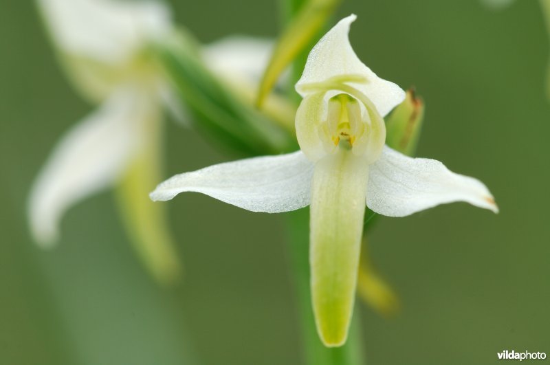 Bloempje van welriekende nachtorchis