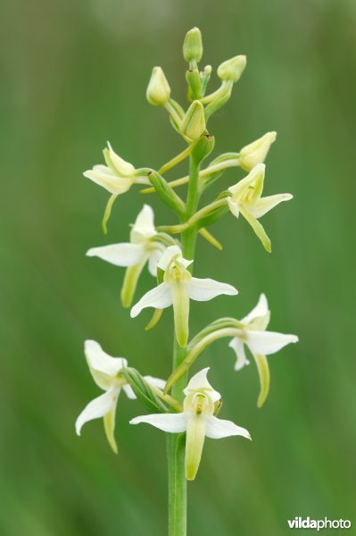 Welriekende nachtorchis