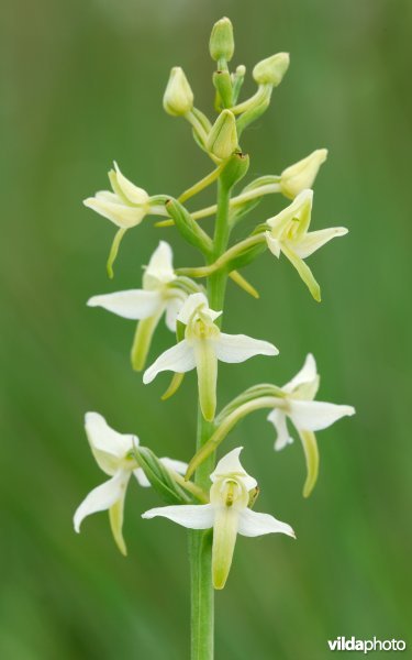 Welriekende nachtorchis