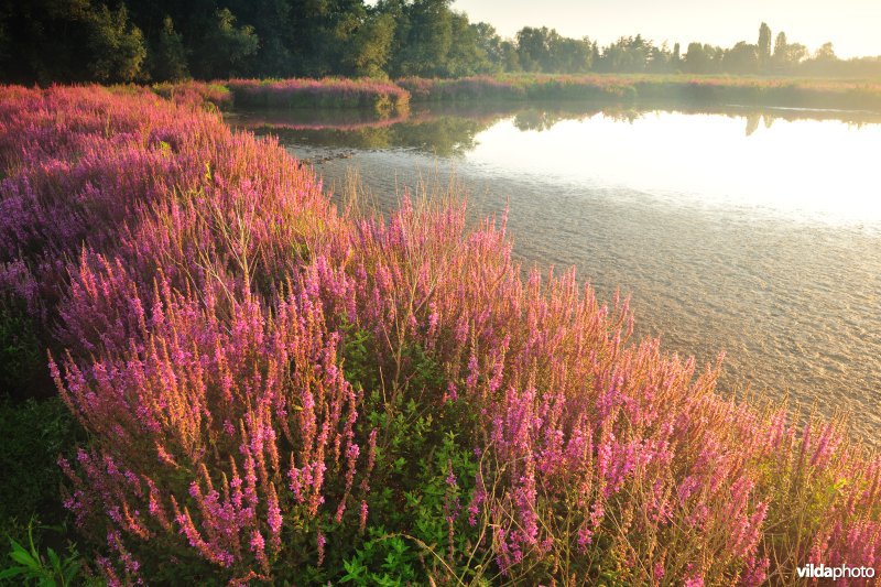 Het Molsbroek