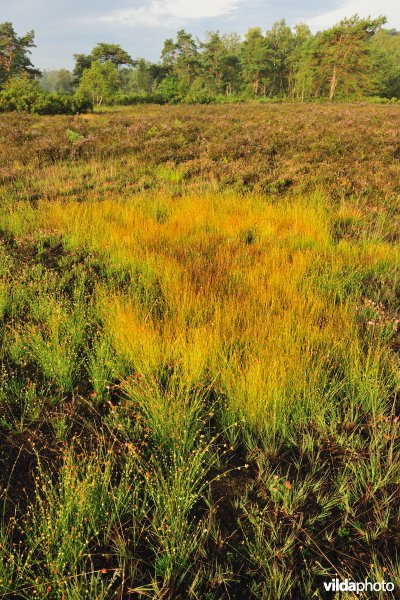 Neerharerheide in de Zijpbeekvallei