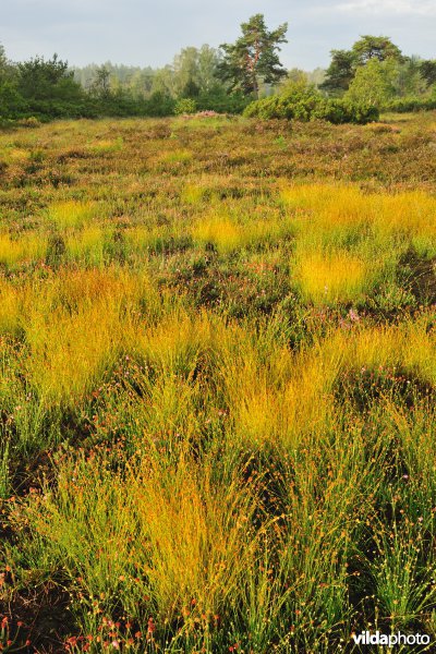 Neerharerheide in de Zijpbeekvallei