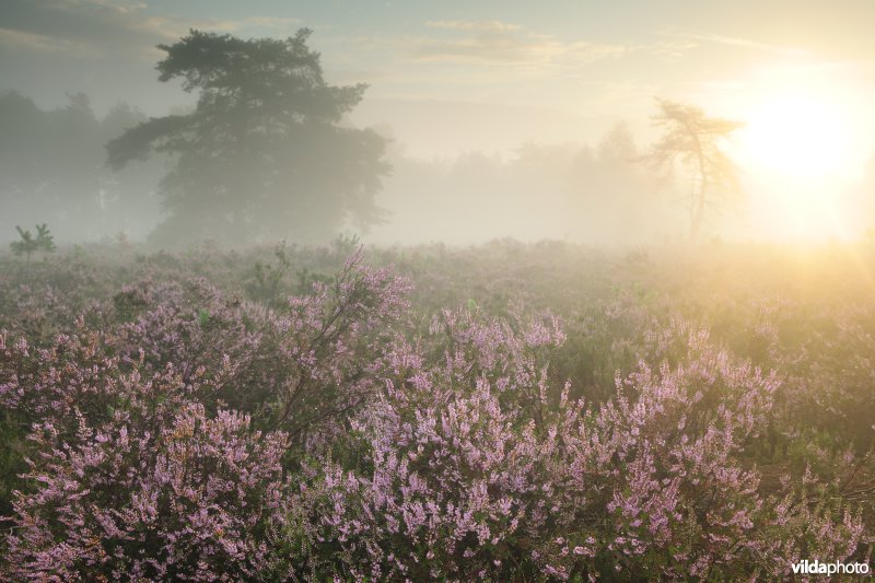 Neerharerheide in de Zijpbeekvallei