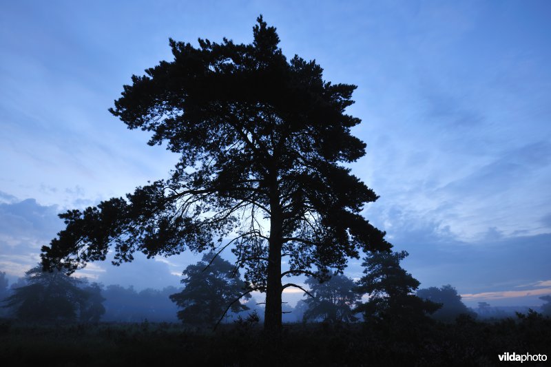 Neerharerheide in de Zijpbeekvallei