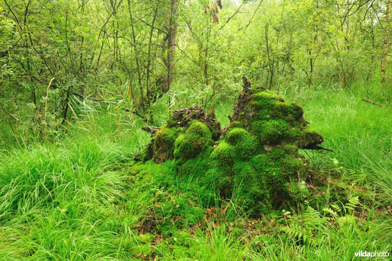 Zijpbeekvallei