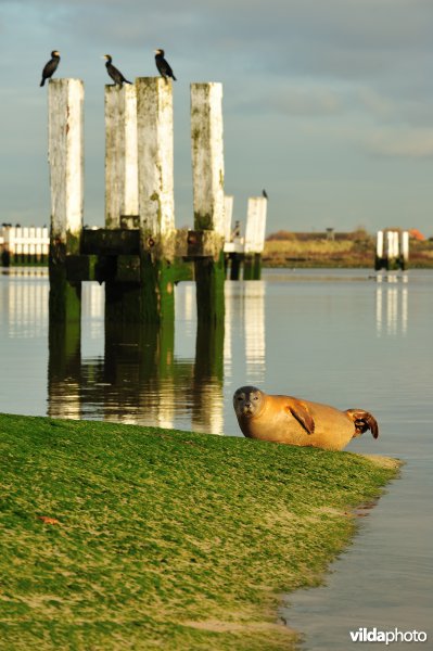 Zeehond in de Ijzermonding