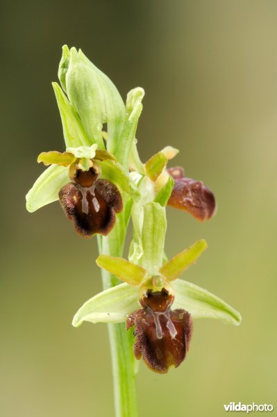 Spinnenorchis