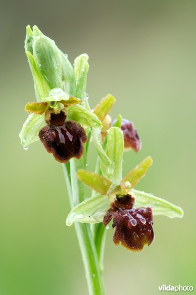 Spinnenorchis