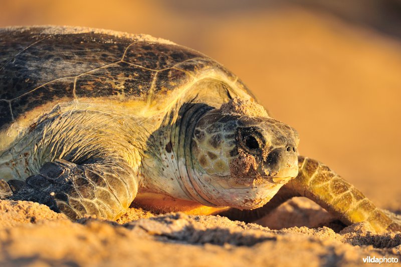 Groene zeeschildpad