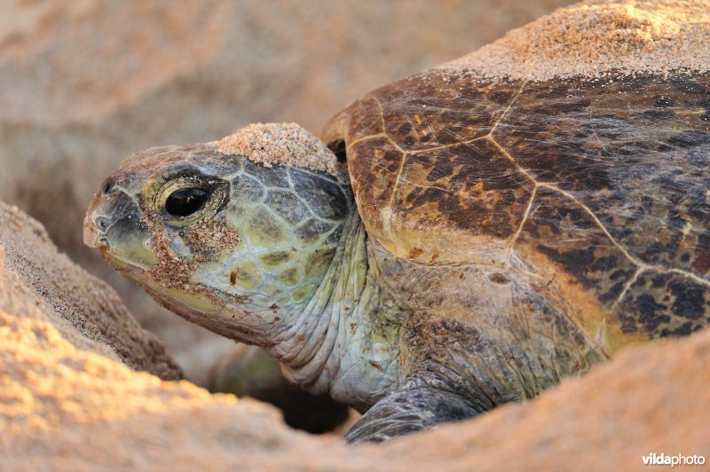 Kop van vrouwtje Groene zeeschildpad