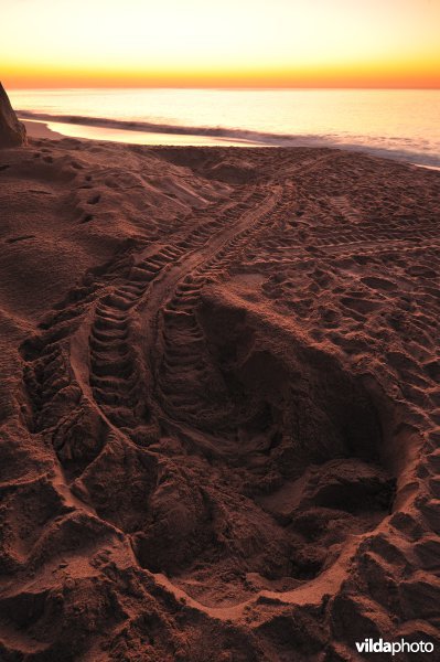 Sporen van Groene zeeschildpad
