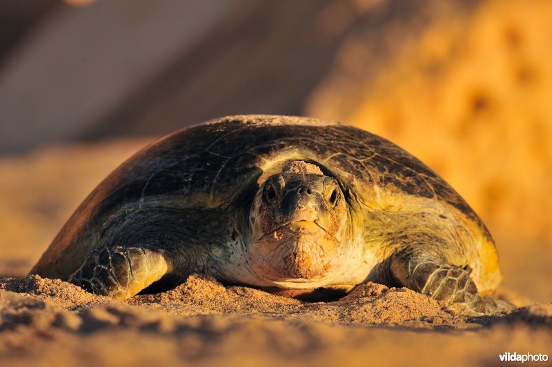 Groene zeeschildpad