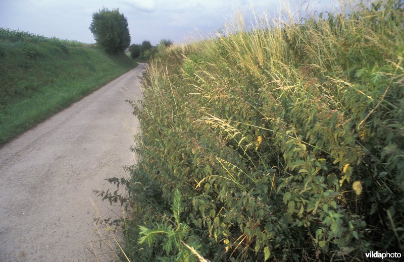 Verruigde wegberm van holle weg te Hoegaarden