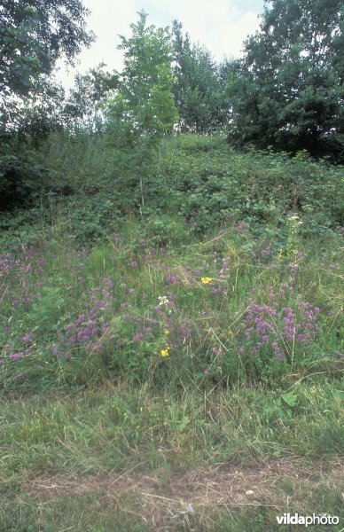 Wegberm met marjolein te Groenendaal