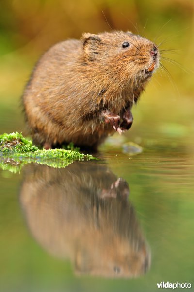 Woelrat