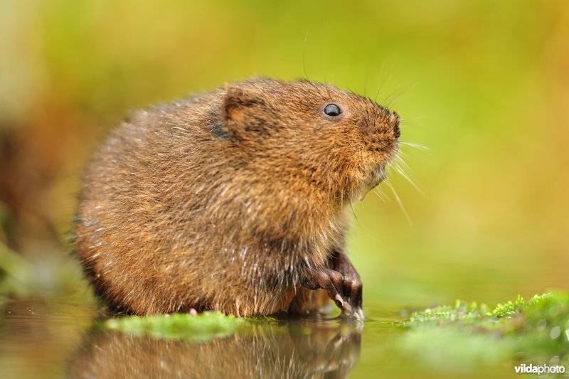 Woelrat