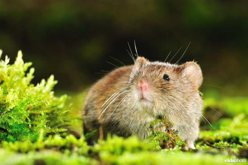 Rosse woelmuis