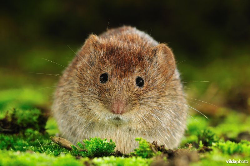 Rosse woelmuis