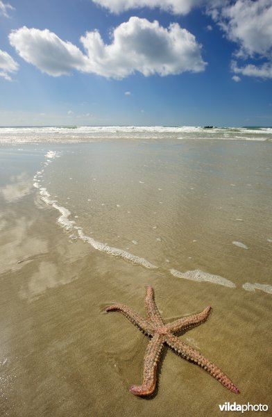 IJszeester op het strand