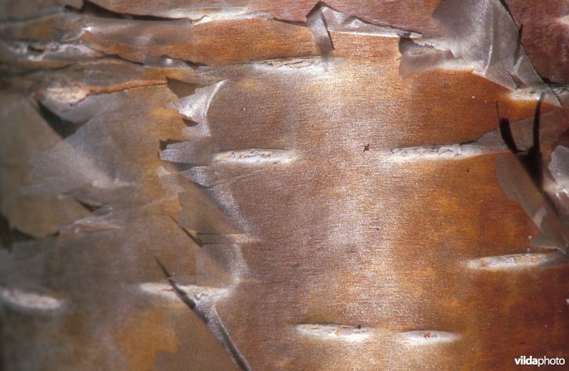 Afgebladderd schors van ruwe berk