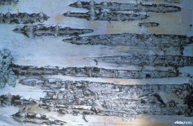 Schors van Ruwe berk