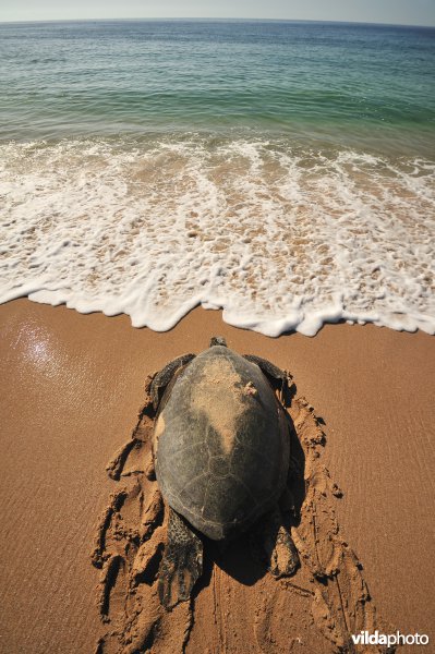 Groene zeeschildpad