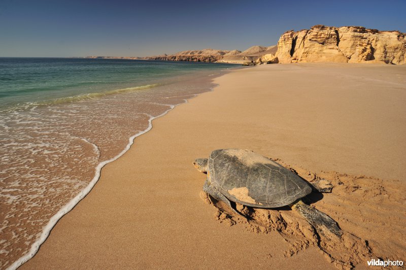 Groene zeeschildpad