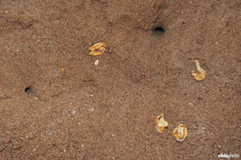 Lege eieren van Groene zeeschildpad