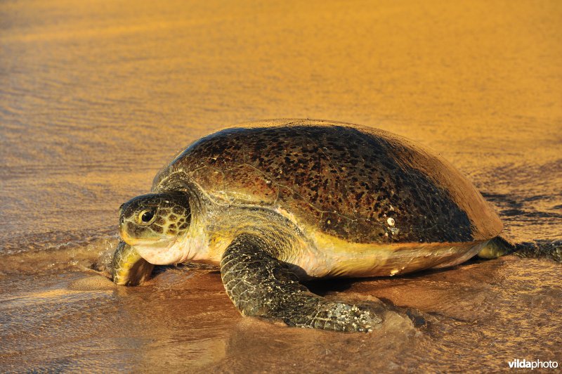 Groene zeeschildpad