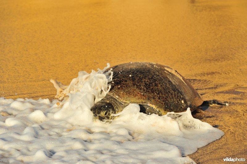 Groene zeeschildpad