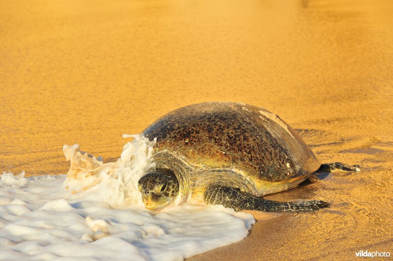 Groene zeeschildpad