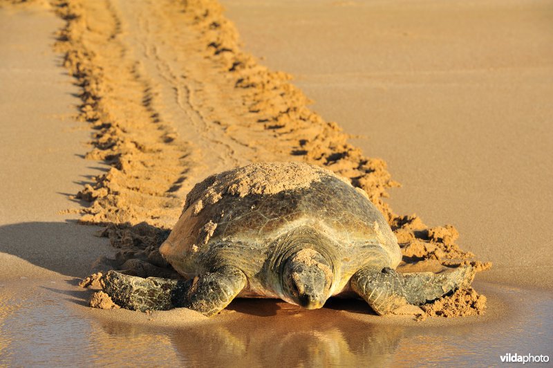 Groene zeeschildpad