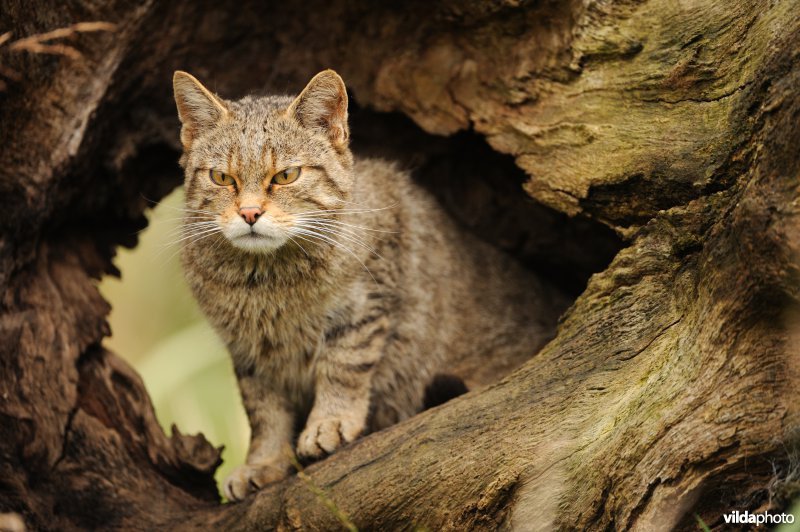 Wilde kat
