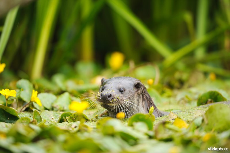 Otter
