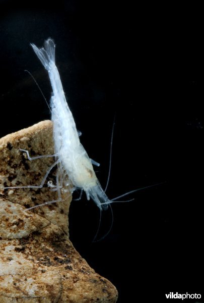 Europese grotgarnaal