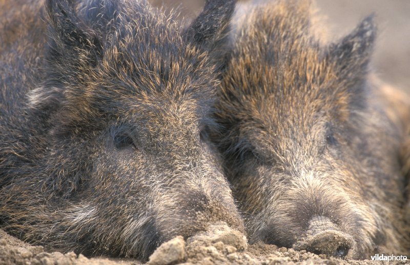 Wroetende everzwijnen