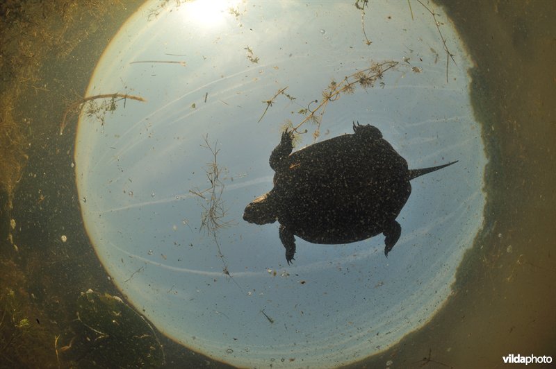 Europese moerasschildpad