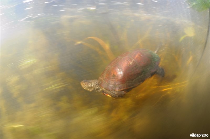 Europese moerasschildpad