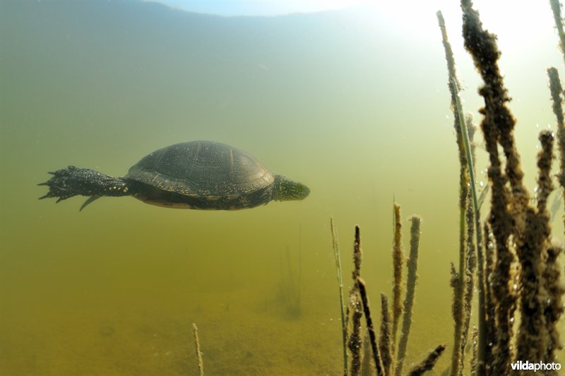 Europese moerasschildpad