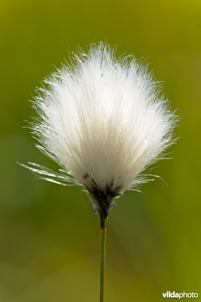 Eenarig wollegras